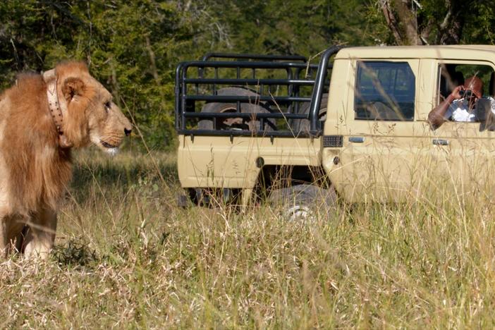 Hear what it’s like to be a vet for wild animals.