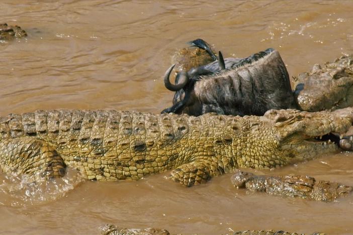 As the wildebeest migration approaches the river, danger lurks in the water.