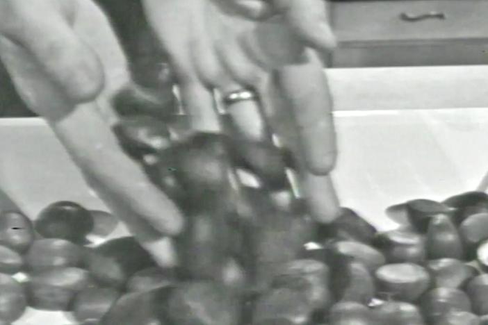 Julia Child, the French Chef, shows ways to use the old chestnut.