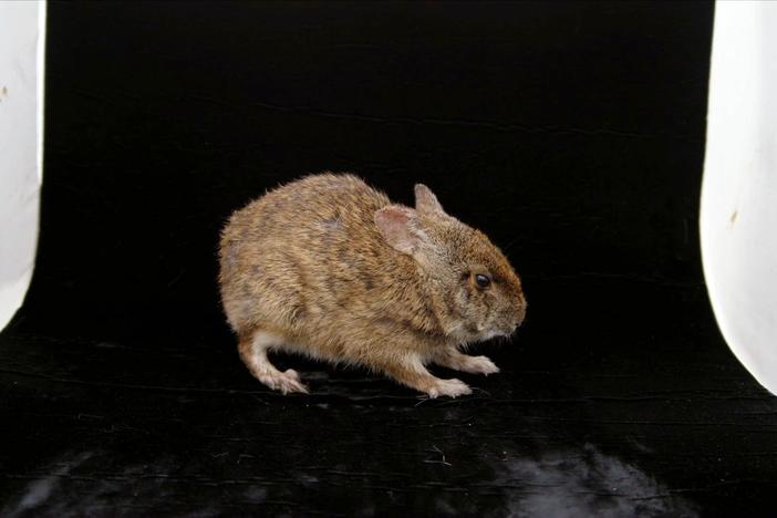 Boca Chica is one of the last of the Keys that provides a safe shelter for this rabbit.