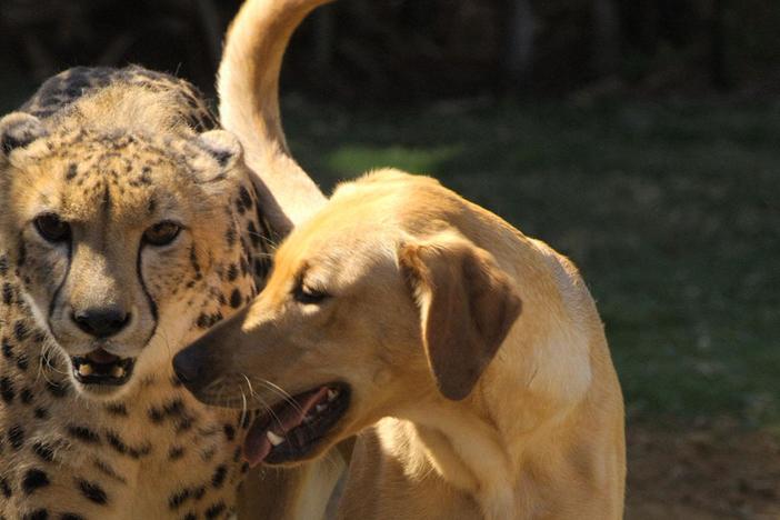 It's time to challenge the notion that only humans form lasting friendships.