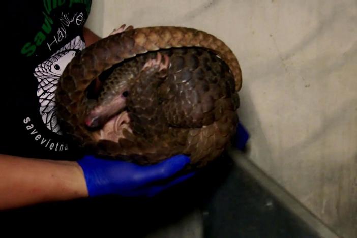 Rescued pangolins in Vietnam are treated for their injuries.