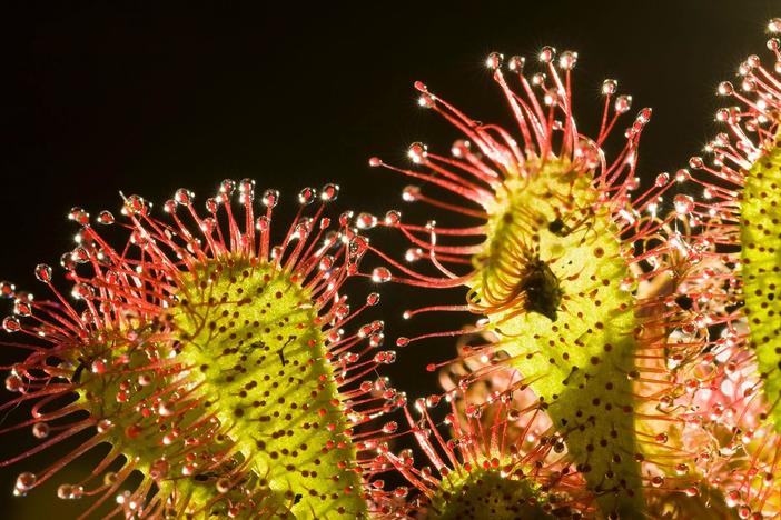 Take an in-depth look at the intriguing behavior of orchids and carnivorous plants.