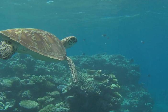 Tiger sharks feast on Green Turtles drawn to a remote island to lay eggs