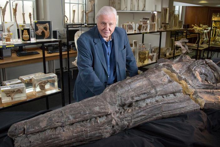 Temnodontosaurus fossils prove that this large predator fed on smaller ichthyosaurs.