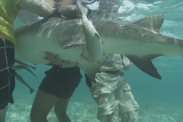 Doc Gruber is shark midwife to a 10-foot lemon shark.