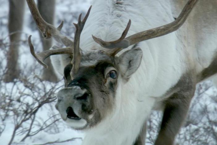 Behind the Christmas folktale, there's a grain of truth. 