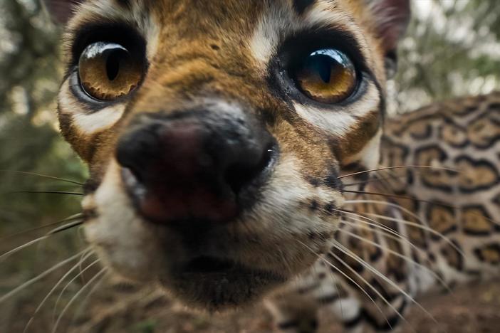 Wildlife filmmaker Ben Masters sets out on a years-long mission to capture ocelots.