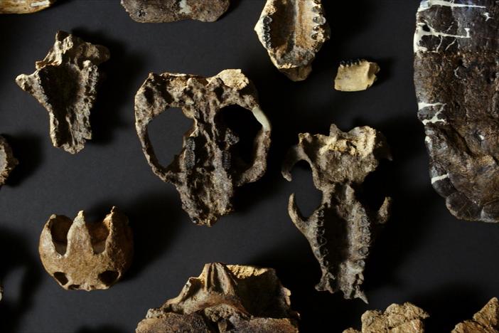 Plants can help us understand how life rebounds after a mass extinction.