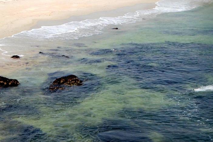 Using feathers and bone fragments, scientists paint a picture of the ocean’s past