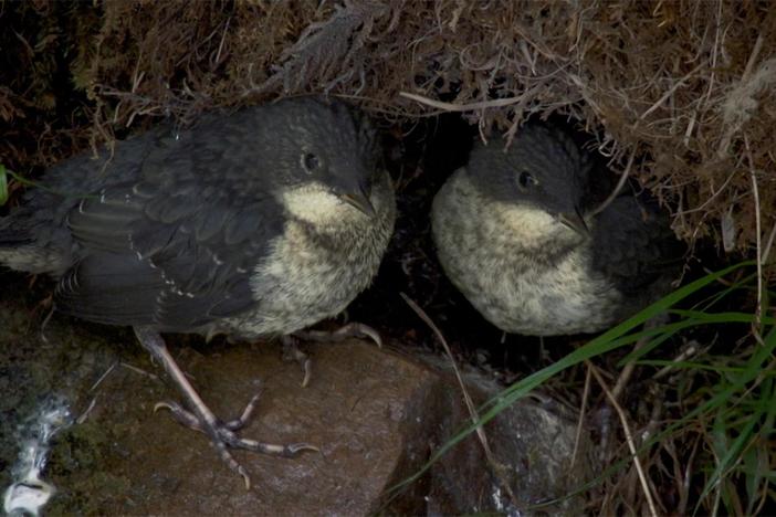 Dipper chicks are ready to fledge but a storm transforms the river into a raging torrent.