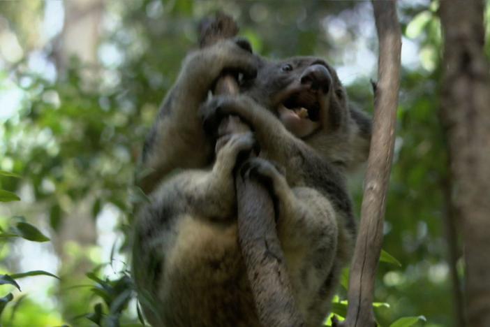 This segment examines a battle between two male koalas for territorial dominance.