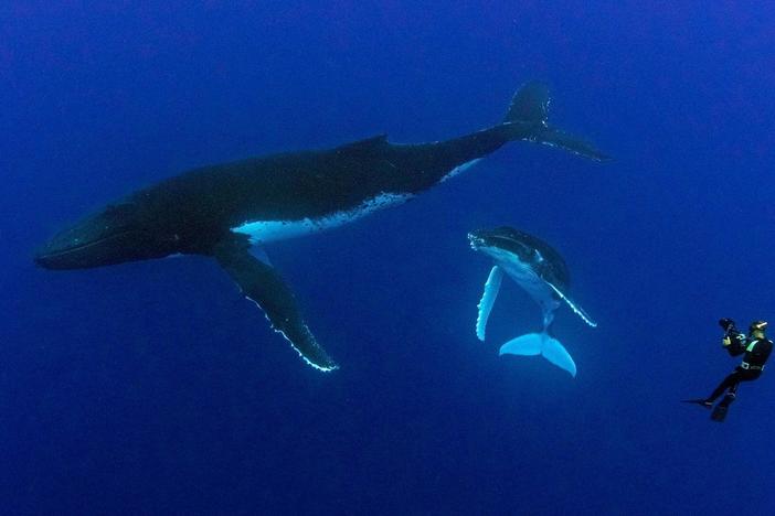 Follow filmmaker Tom Mustill as he investigates his encounter with a humpback whale.
