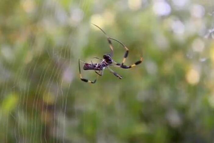 Chris and Martin explain how to weave a spider's web.