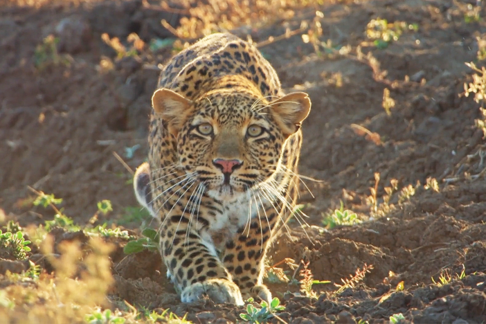 Mother leopard Olimba proves her ability as a skilled hunter as she stalks baboons.