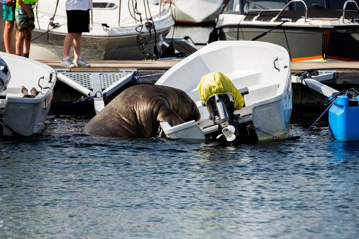 Freya the walrus gains fans while crushing one seafaring vessel at a time