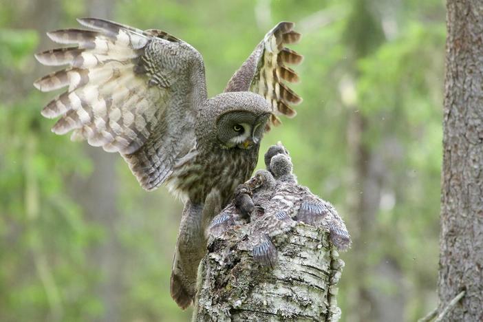 From giant eagles to miniature falconets, meet the many species of raptors.