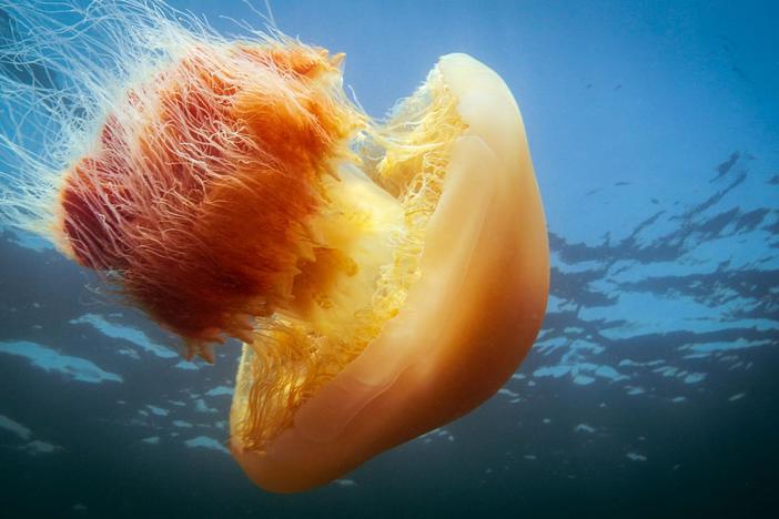 The challenge of finding food drives all life in the Pacific.