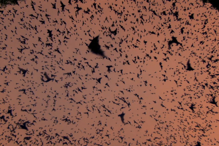 It's called the bat volcano because every night, it erupts.