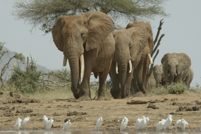 Elephants and termites create lifesaving waterholes for thousands of other creatures.