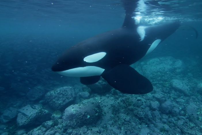 Orcas have a special way of hunting herring.