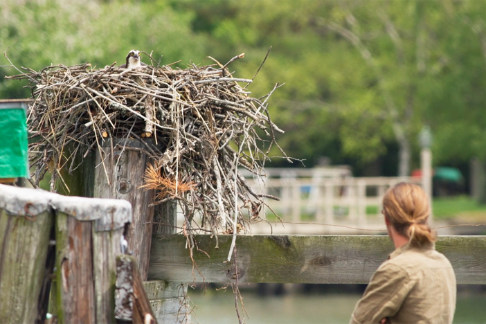 Filmmaker Jacob Steinberg reflects on the long process of making “Season of the Osprey.”