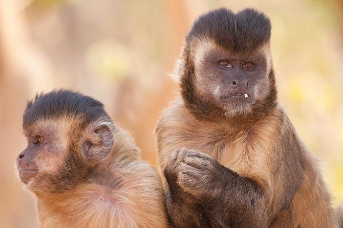Surprising stories of teamwork in the natural world.