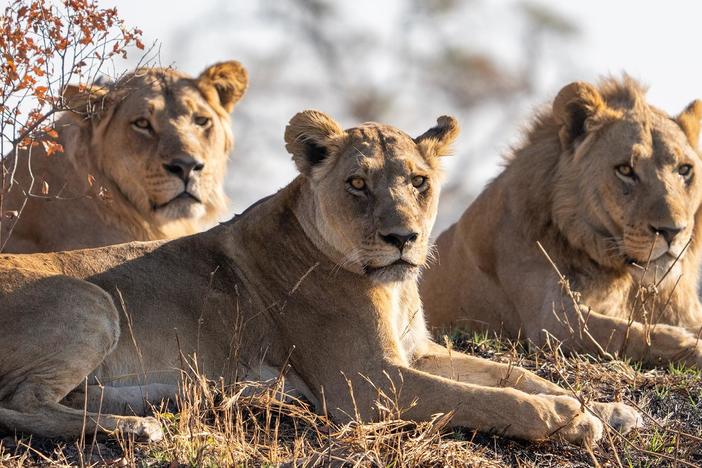 After fighting intruders, the dominant male lions disappear, leaving their family exposed.
