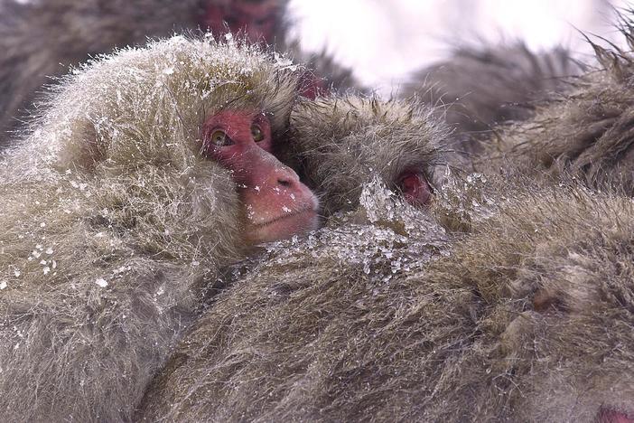 Follow a troop of snow monkeys in Japan to see how they prepare to face the world.