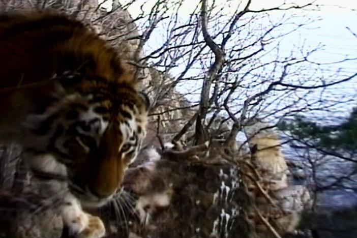 Filmmaker Sooyong Park photographs a  Siberian tiger on a cliff overlooking the Pacific.