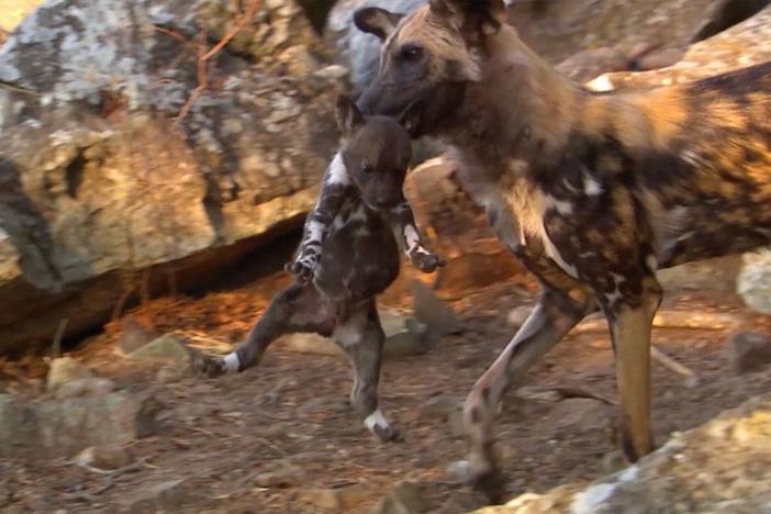 The yearlings steal their baby siblings from the den.