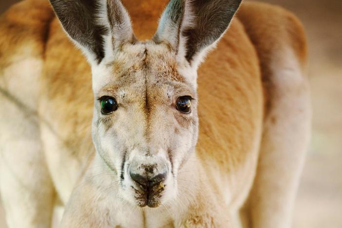 Mandy Watson has nursed and released 586 kangaroos back into the wild.