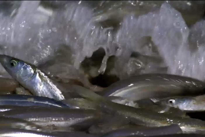 Thousands of Gulf Grunion fish act on a seemingly suicidal desire to breed out of water.