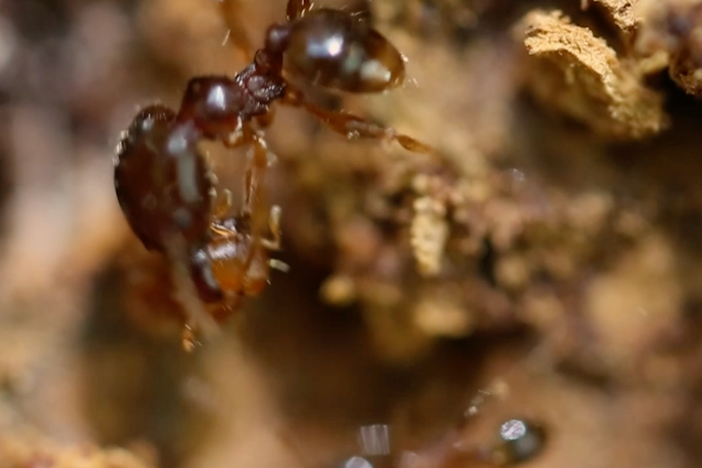 Dig into a tree's bark and learn about a wonder of adaptive evolution.