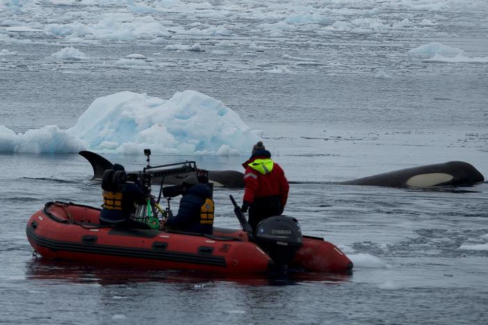 A team of scientists and filmmakers explore the Antarctic waters to learn more about killer whales.