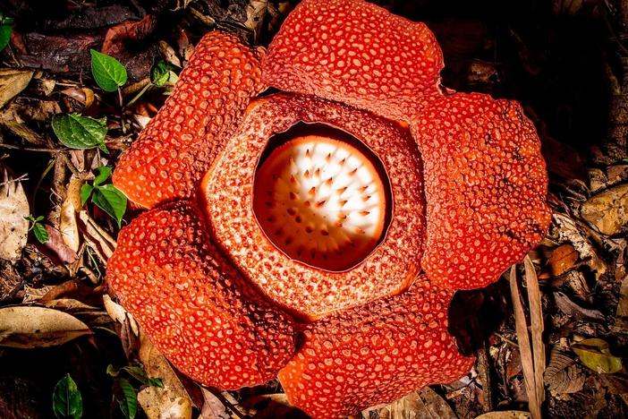 The Corpse Flower is more than 3 feet across and smells like a rotting... well, corpse!