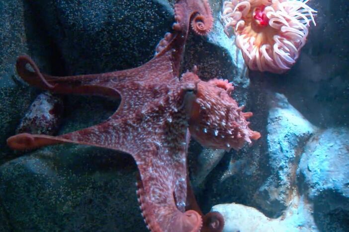 Chris explains some of the ways that the giant Pacific octopus escapes danger.