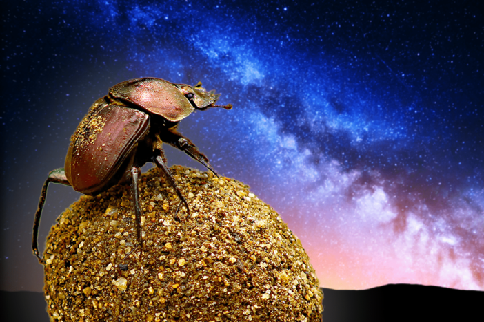 We meet some interesting bugs that use truly extreme senses to navigate their world.