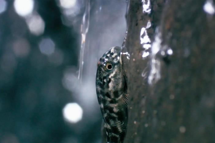 Hawaii’s upland rivers provide a safe haven from predators for young gobies.