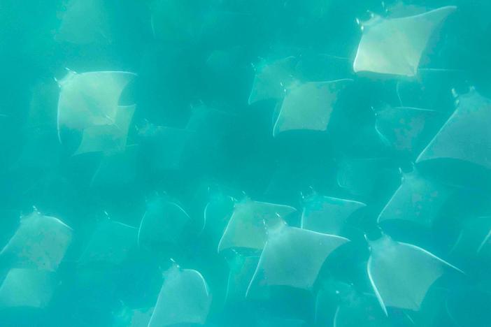 Steve free dives with a massive squadron of Mobula Rays in the Sea of Cortez.