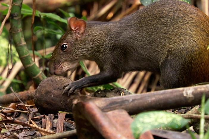 What happens when animals return to Rio’s largest urban park?