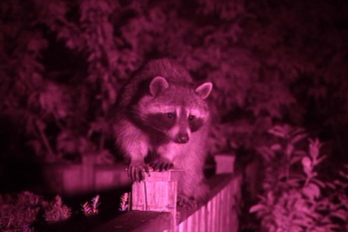How does the size of urban raccoon territory compare to that of its rural counterpart?