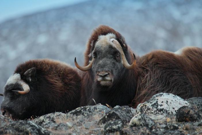 Dr. Niels Martin Schmidt's team are monitoring muskoxen in the frozen northeast.