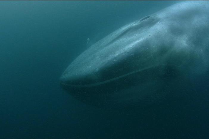 Sir David Attenborough on the anti-whaling campaigns of the mid-late 20th century.