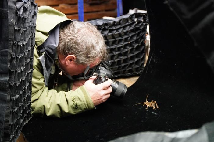 Meet the weta, a big flightless grasshopper-like creature.
