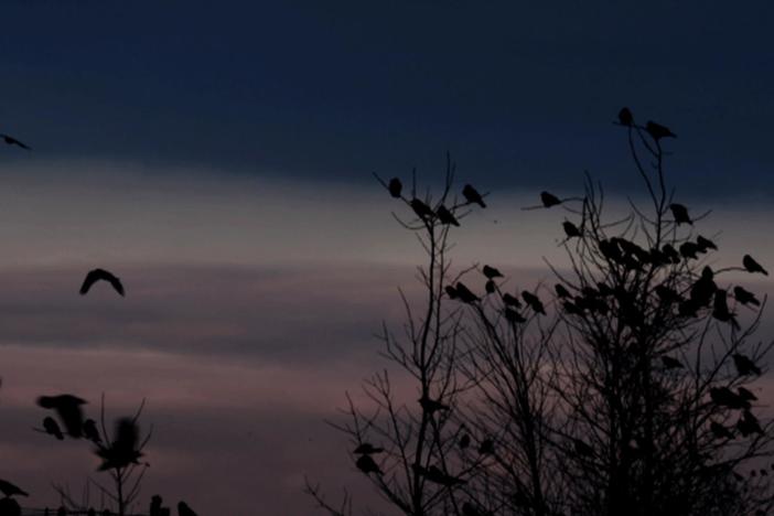 Susan Fleming describes the awe-inspiring sight of a massive crow roost.