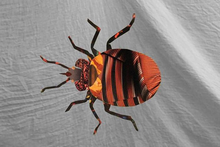 Gross Science: How bed bugs reproduce is the stuff of nightmares.