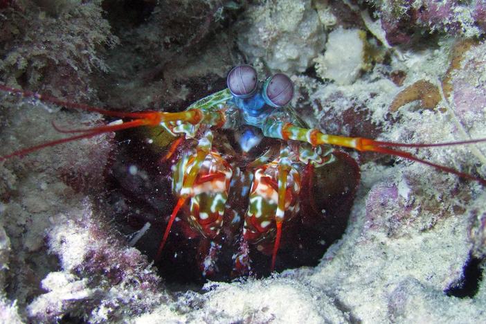 Spy creatures showcase the challenges of ocean life.