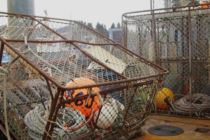 Why billions of snow crabs disappeared from the Bering Sea