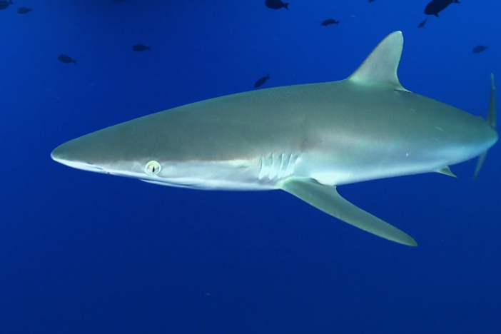 When these small fish sense danger, they react by crowding close together in a bait ball.